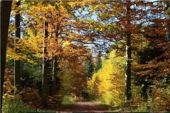 Las podczas złotej polskiej jesieni w Lubince