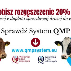 Grafika informacyjna, po bokach krowa i byk