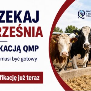 Grafika informacyjna, krowy stoją w zagrodzie