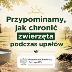 Zwierzęta gospodarskie stoją przy wodopoju